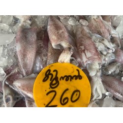 Squid / കൂന്തള്‍