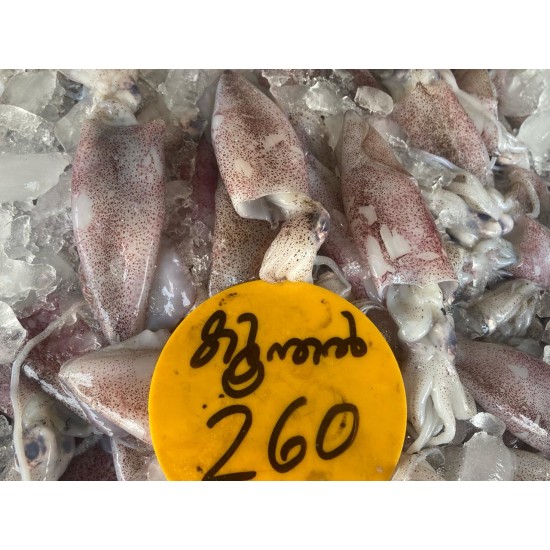 Squid / കൂന്തള്‍