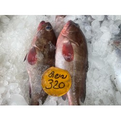 Grouper Fish / കലവ 