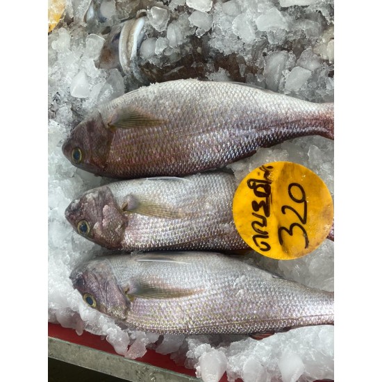 White snapper / വെളമീന്‍ 